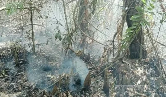 সুন্দরবনে আগুন