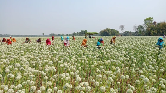 ফরিদপুরের কালোসোনা খ্যাত পেঁয়াজবীজ দেশের ২০ জেলার বীজের চাহিদা মেটাচ্ছে