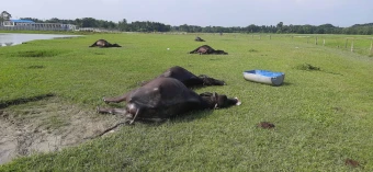 বাগেরহাটে প্রজনন খামারে ১৮ মহিষের রহস্যজনক মৃত্যু, অসুস্থ্য আরও দুটি