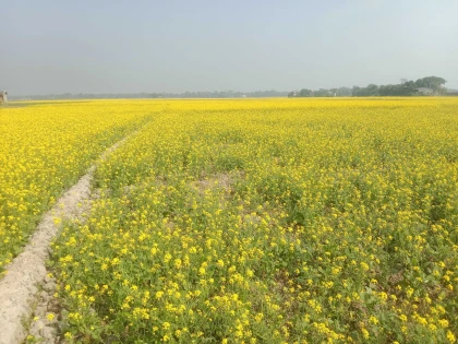 তাড়াইলে ফসলি জমিতে হলুদের মাখামাখি