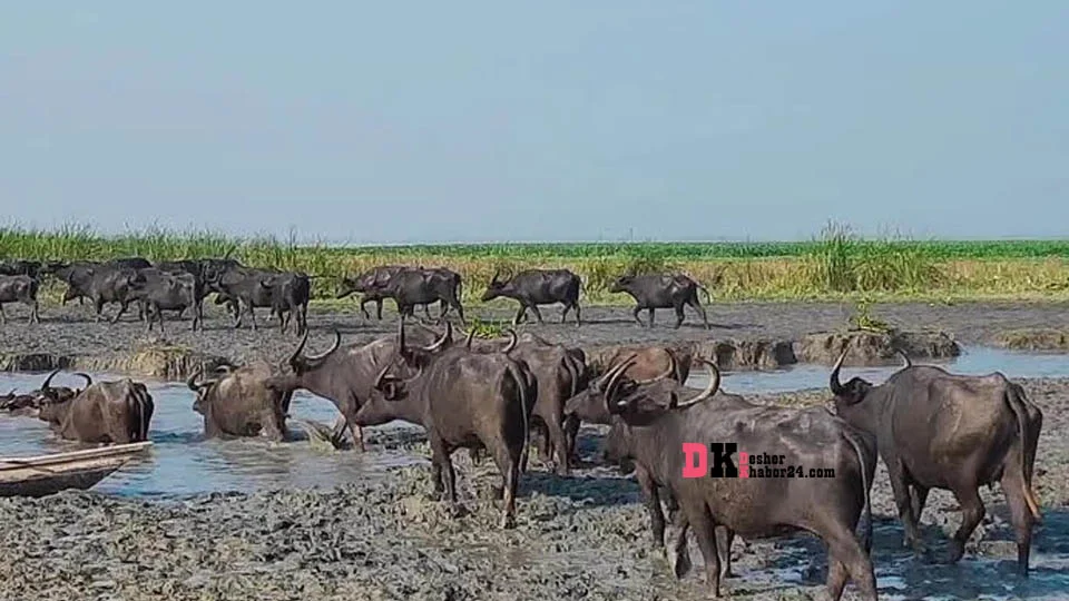 ভোলায় জোয়ারের পানিতে ভেসে গেলো খামারির শতাধিক মহিষ