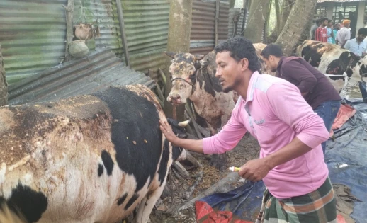 খামারিকে আটকে গোয়াল ঘরে আগুন, ৭ গরু দগ্ধ, এক বাছুরের মৃত্যু