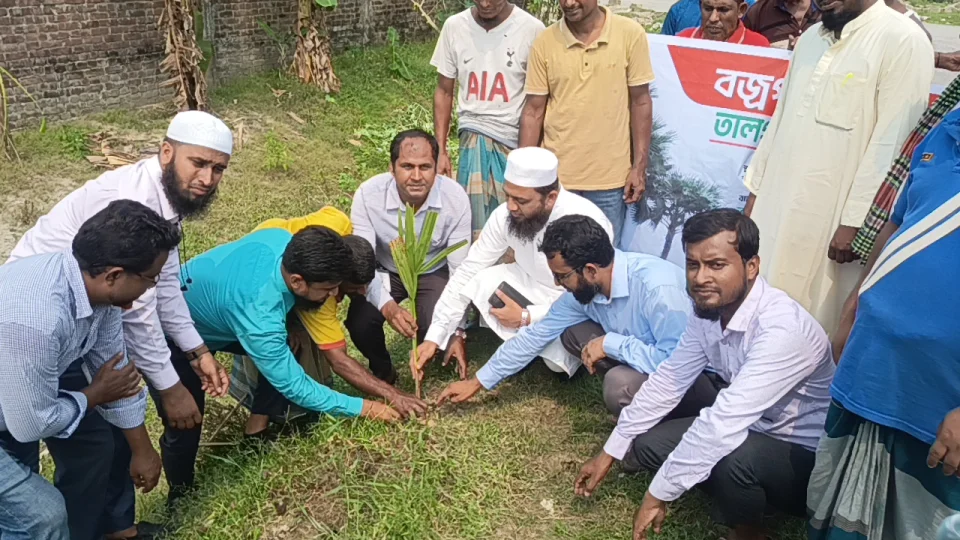 বজ্রপাত নিরোধনে কিশোরগঞ্জে দুইশতাধিক তালগাছের চারা রোপন
