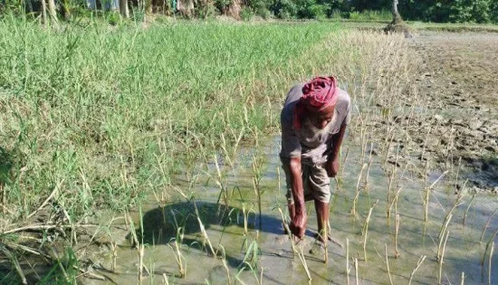ভোলায় কৃষিজমিতে জলাবদ্ধতা ও লবনাক্ততায় আমন চাষ নিয়ে উদ্বিগ্ন কৃষক