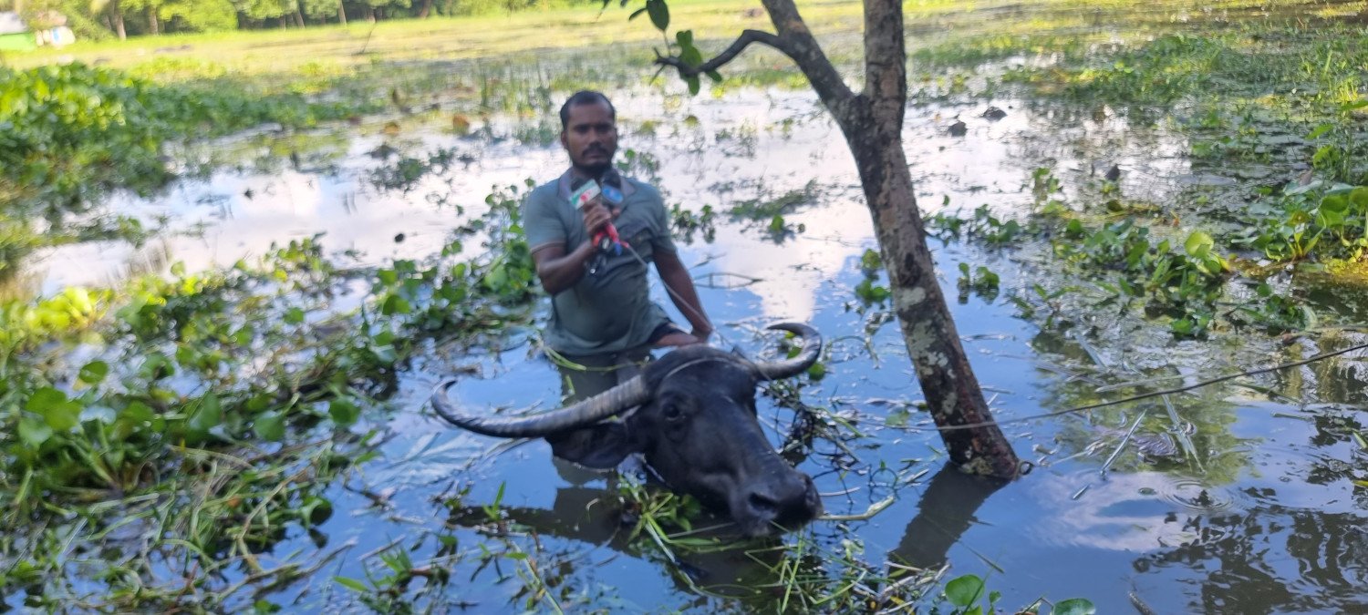 বন্যার পানিতে মহিষের পিঠে চড়ে ঘুরে বেড়ান ইয়াছিন